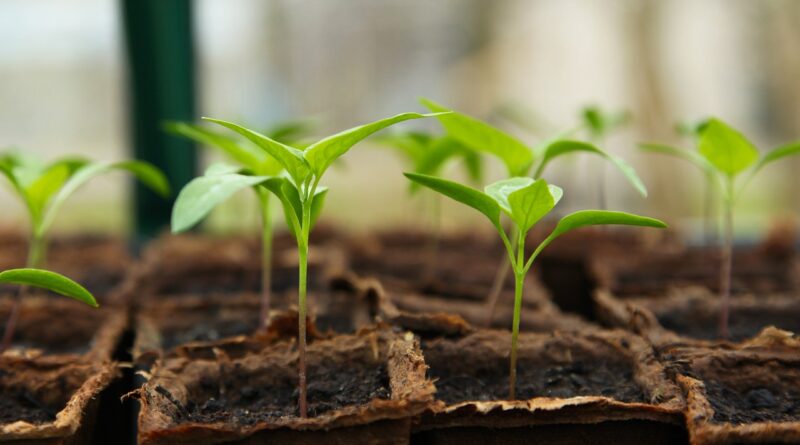 Ivy Explorer seedling