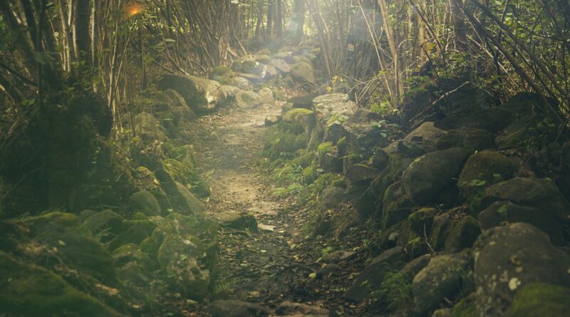 Ivy Explorer Forest