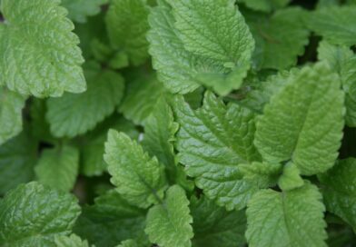 lemon balm, garden, herbs-787626.jpg