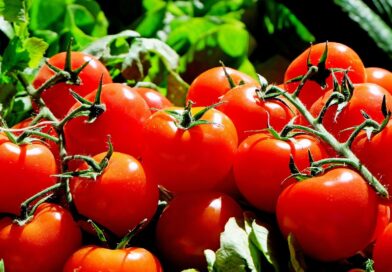 tomatoes, fruit, food-1280859.jpg