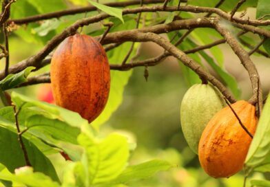 fruit, cocoa, food, tasty, chocolate, nature, cocoa, cocoa, cocoa, cocoa, cocoa