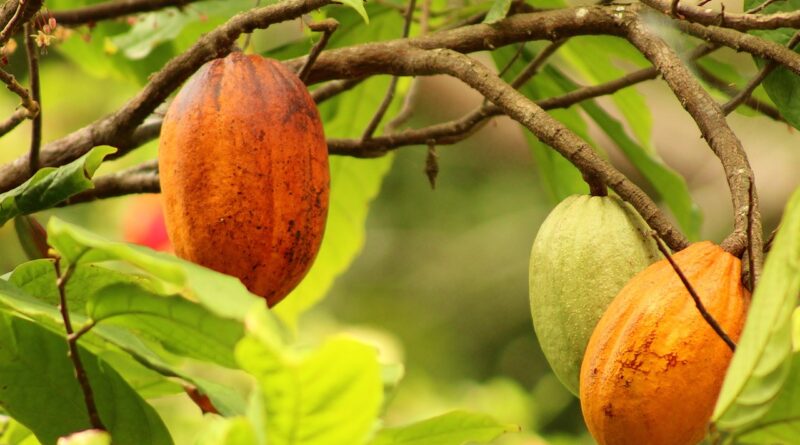 fruit, cocoa, food, tasty, chocolate, nature, cocoa, cocoa, cocoa, cocoa, cocoa